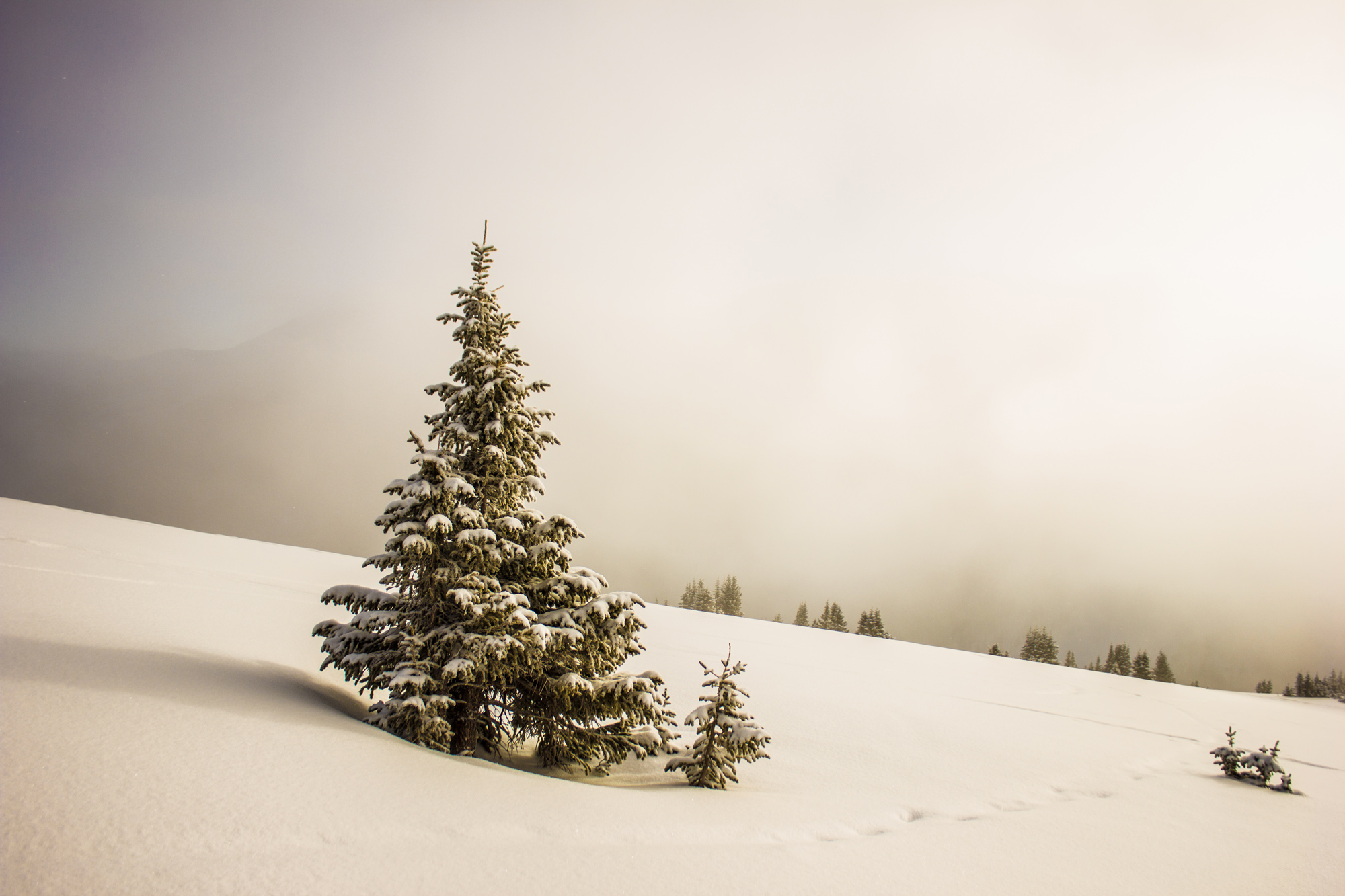 poudreuse vars