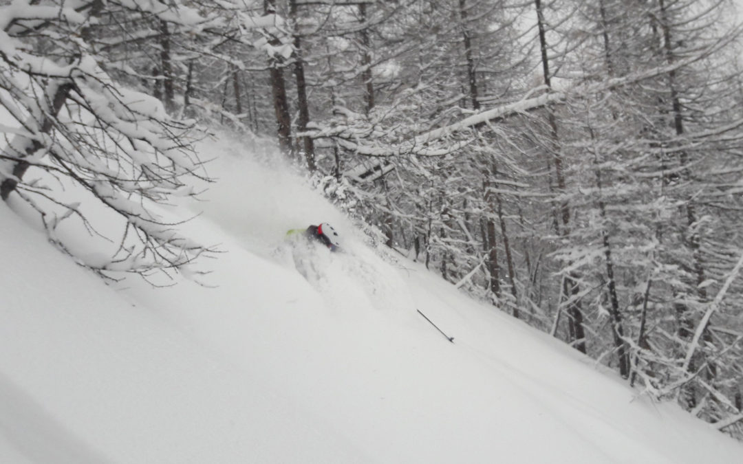 Promenons nous dans les bois…